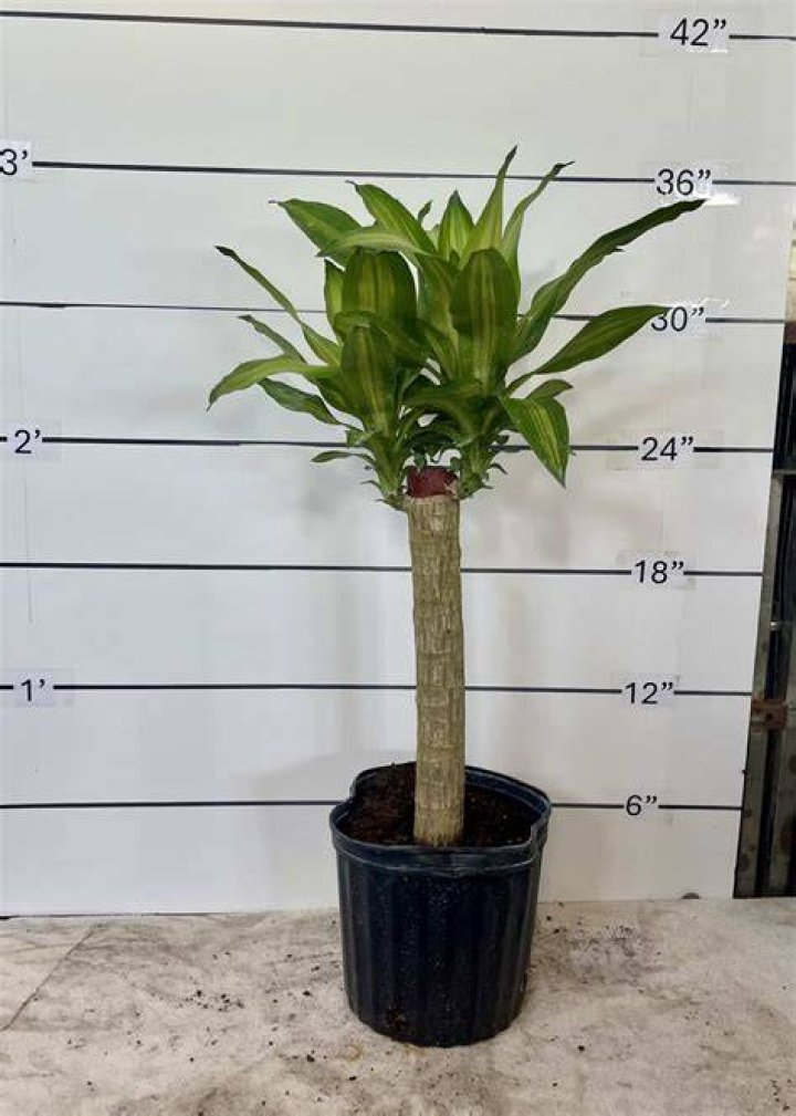 14&Prime; Drac Mass Cane 5432 Tri State Foliage InHouse Availability