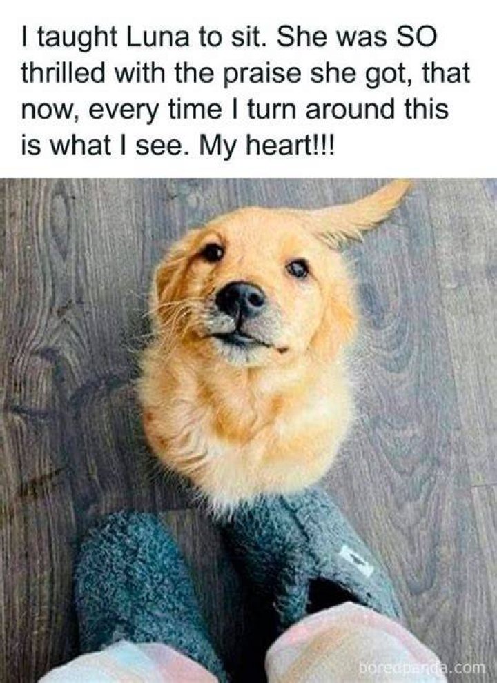 50 Funny Dog Pictures You Need to See Reader's Digest