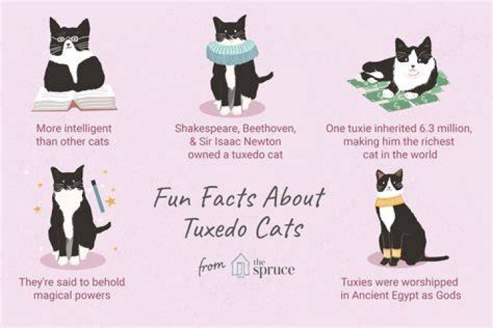 8 Fun Facts About Tuxedo Cats