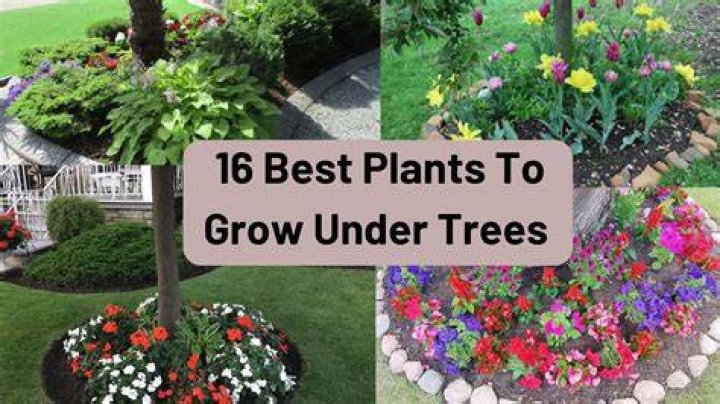 Best Flowers To Plant Under Oak Trees Flower Arena