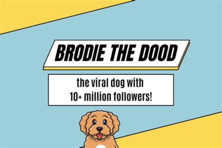 Brodie That Dood Questions & Answers &bull; helloBARK!