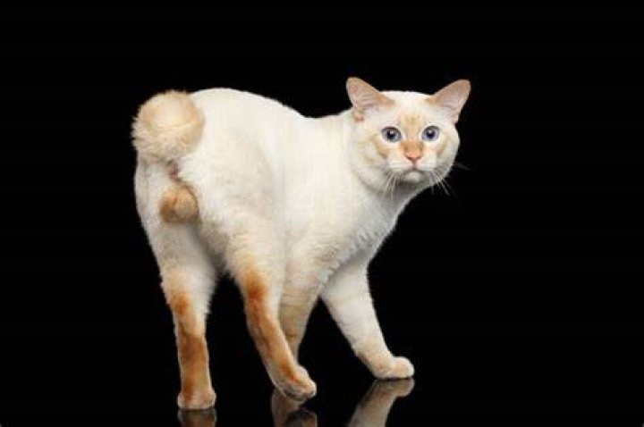 Cat With Short Spine Syndrome: Unlocking New Understandings