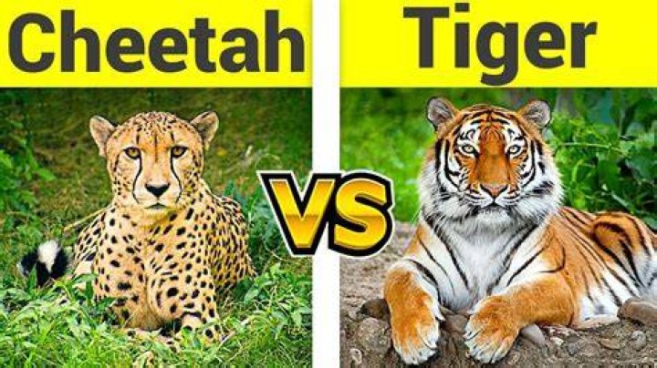 Difference Between Tiger and Cheetah Difference Camp