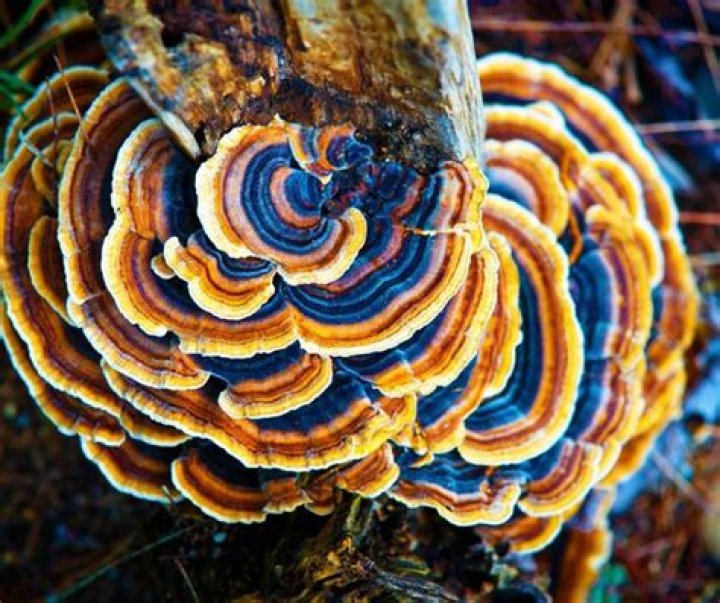 Discover The Enchanting World Of Autumn Johnson: Unveiling Nature's Tapestry