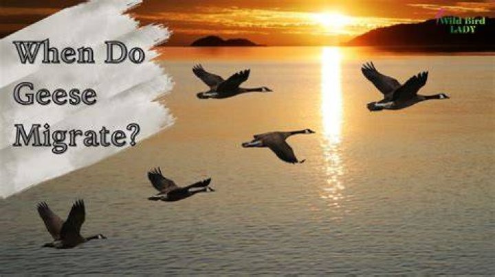 Dive Into The World Of Geese Bands