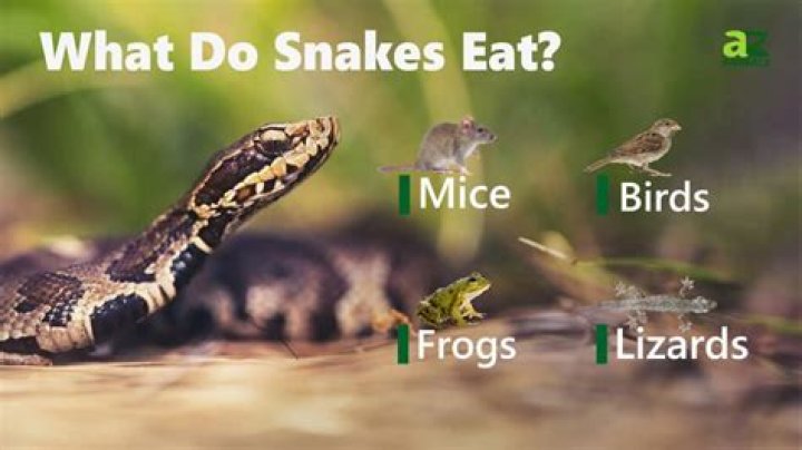 Do Snakes Attack and Eat Rabbits? VetApproved Safety Information Pet