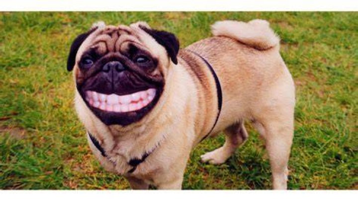 Funny Dog Wallpaper (62+ pictures)