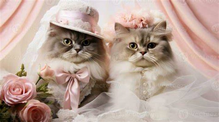 Image of Wedding of Cat Stevens and Fawzia Ali