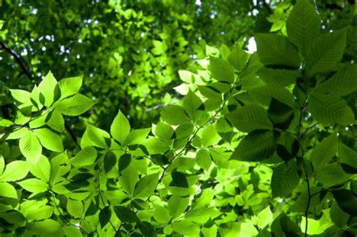 Imagen gratis hojas verdes, id&iacute;lico, Parque Nacional, pl&aacute;cido, R&iacute;o