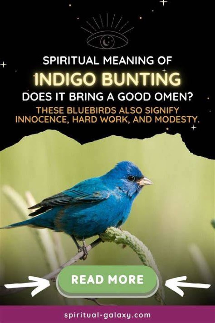 Indigo Bunting Spiritual Meaning Explore the Hidden Path