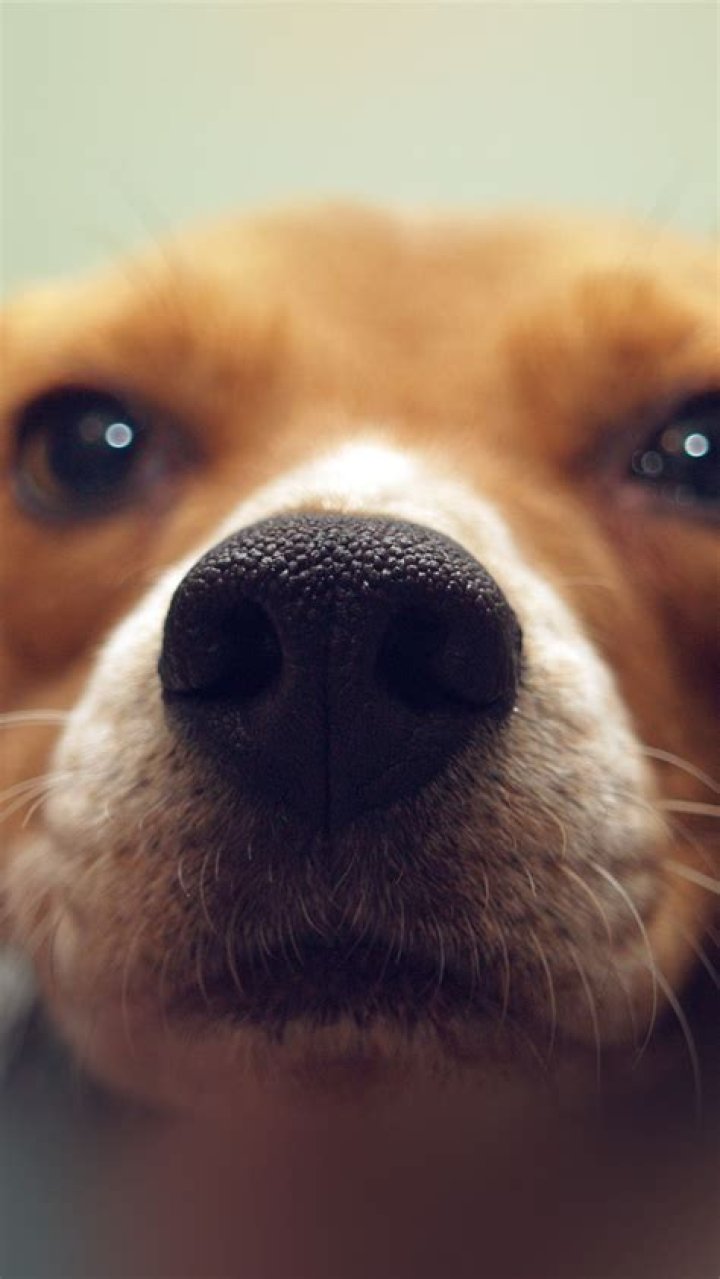 Light Skin Dogs Wallpapers Wallpaper Cave