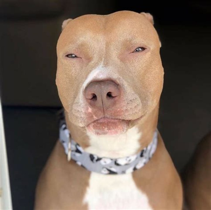 Lightskin Dog https// Pitbulls, Pitbull dog, Pitbull
