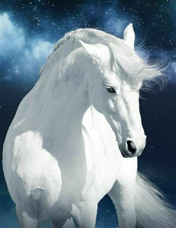 Pin by Deirdre Price on Beautiful Horses Pinto horse, Horses, Horse