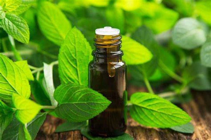 Spearmint essential oil doesn't only smell fresh and less intense than