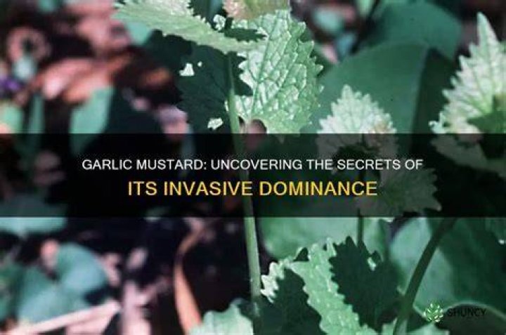 Uncovering The Secrets Of Defensive Dominance