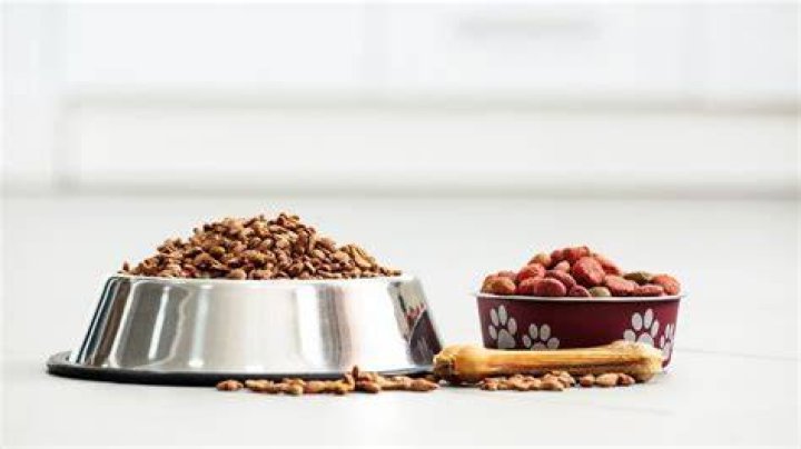 Unleash The Power Of Just Food For Your Canine Companion