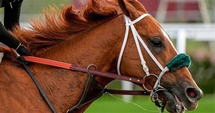 Unveiling The Secrets: Kentucky Derby Horse Price Exposed