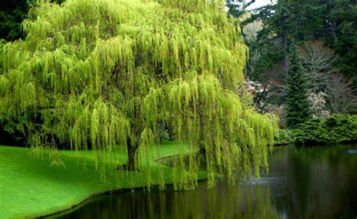 Willow Starbioinfo Starbio