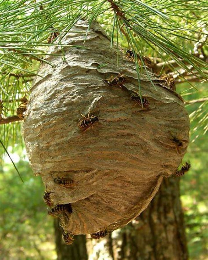 Yellow Jackets Texas Apiary Inspection Service (TAIS)